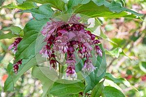 Himalayan honeysuckle Leycesteria formosa Purple Rain, pending white and wine-red flower photo